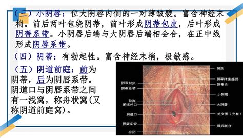 女人小穴|女性外生殖器解剖图